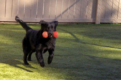 Green Level Kennel Photo Gallery