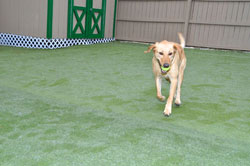 Green Level Kennel Photo Gallery